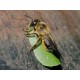 Leafcutting Bee Cells x 50  PRE-ORDER